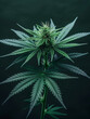 mature cannabis plant bud