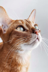 closeup portrait of abyssinian cat