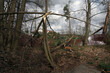 Downed trees and damaged buildings due to storms..