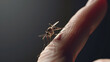 Close-Up of Mosquito on Finger