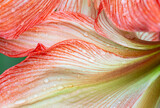 The texture of amaryllis petals like an abstract painting.