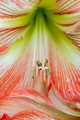 Wall Mural - Close-up of amaryllis stamens and petals.