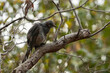 brown eared bulbul in a forest