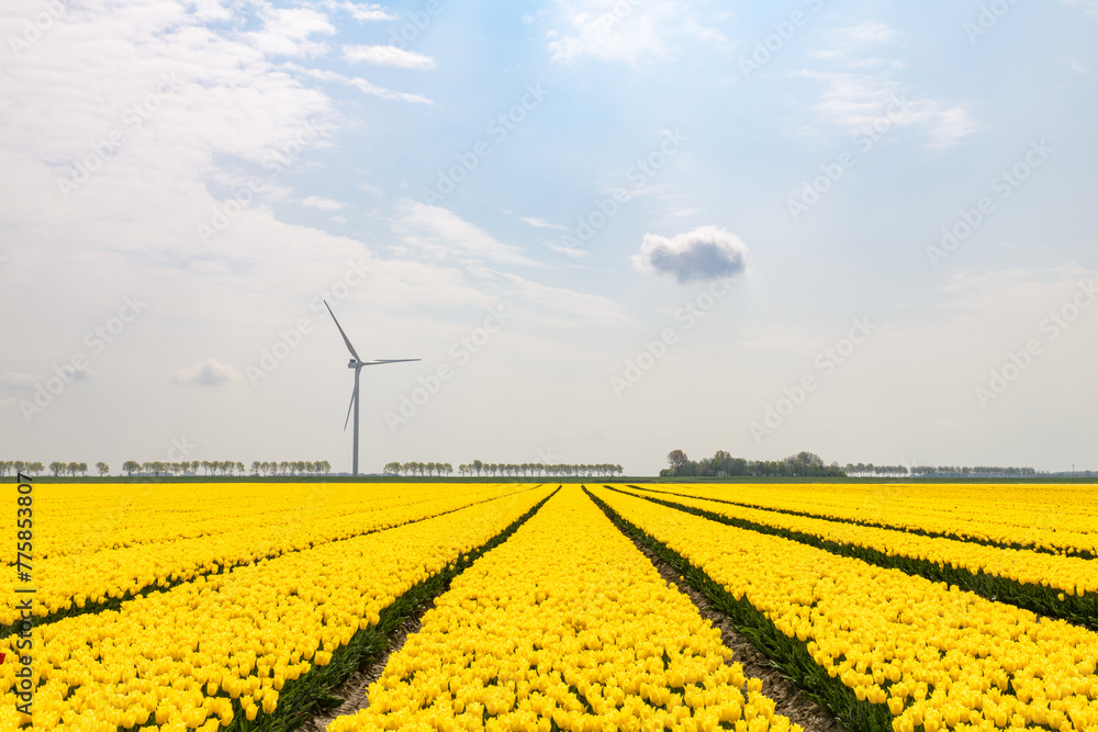 Tulip field with yellow flowering tulips under a blue sky with clouds ...