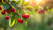 Close-up of ripe red cherries growing on branch with green leaves. Garden fruit tree.