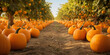 A picturesque pumpkin patch with rows of plump pumpkins ready for Halloween carving.