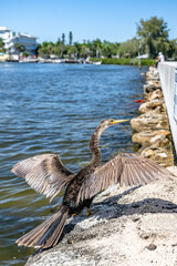 Canvas Print - palmetto, florida