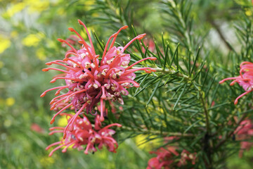 Canvas Print - rosemary grevillea in full bloom