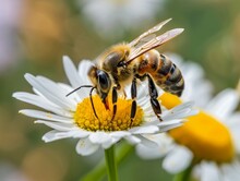 Bee In A Garden Of Daisies, Cinematic,