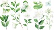 Beautiful watercolor illustration of various flowers and leaves. Perfect for design projects
