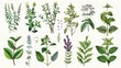Various types of herbs on a clean white surface. Perfect for culinary or wellness concepts