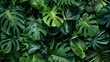 Lush green monstera leaves background