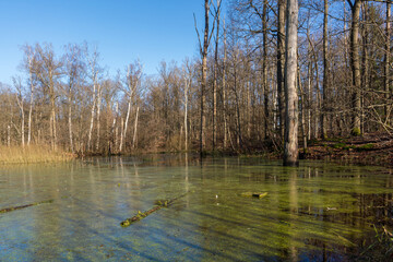 Wall Mural - View over forest lake in early spring with green growth on the surface and clear blue sky