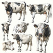 set of cow isolate on white background
