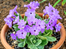 Purple flowers of Primula marginata El Bolton