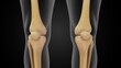 Human Patella or kneecap 3d illustration