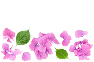 Wall Mural - Pink Hydrangea flower isolated on white background. Top view with copy space for your text. Flat lay