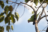 Fototapeta Londyn - Um Periquito-comum (Brotogeris tirica) empoleirado na jabuticabeira (Plinia cauliflora).