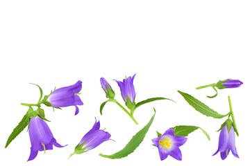 Wall Mural - Campanula flower isolated on white background. Top view with copy space for your text. Flat lay