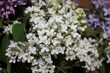 © Татьяна Осипова - flowers of a lilac