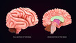 Human Organ Brain Cross section 3d illustration