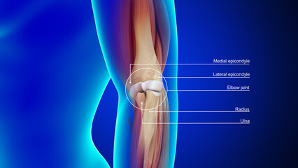 Human Elbow joint bones 3d illustration