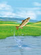 un poisson omble chvalier   qui saut et sort de l'eau avec splash
