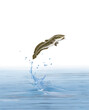un poisson lotte qui saut et sort de l'eau avec splash