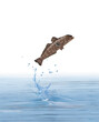 un poisson  légine d'australe qui saut et sort de l'eau avec splash