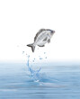 un poisson sar qui saut et sort de l'eau avec splash