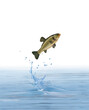 un tanche poisson qui saut et sort de l'eau avec splash