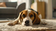 © madyshah783 - Interior shot of Serious Beagle lying - Ai Generated
