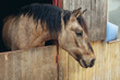Portrait of a brown horse in a stable. Close-up. Side view