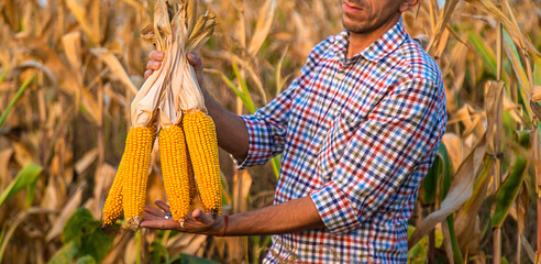 Wall Mural - Corn harvest in the hands of a farmer. Selective focus.