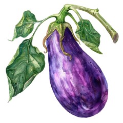 Wall Mural - A watercolor illustration of an eggplant