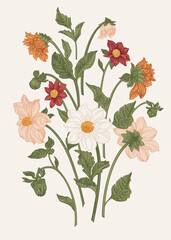 Wall Mural - Set with dahlia flowers. Vector botanical illustration. Summer and autumn plants. Colorful