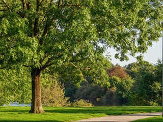 Closeup shot of a large green tree on a grass field with trees in the background on a sunny day