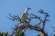 A seagull (herring gull, Larus argentatus) sits on top of a dry tree over breeding colony. Dry branches of a bizarre shape