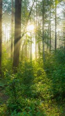 Fototapete - Rich green foliage, light fog and sunrays shining through the trees. Camera moves through summer green forest in the rays of rising sun. Gimbal HDR vertical shot