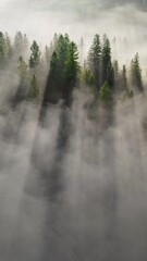 Fototapete - Amazing foggy sunrise in the forest. Flying over pine tree forest, warm golden sun rays break through trees and fog. Magnificent autumn morning in nature. Vertical Screen