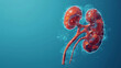 A detailed and anatomically accurate illustration of human kidneys with visible internal structures.