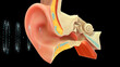 Sound waves in human ear 3d illustration