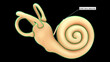 Anatomy of human ear (Outer bony labyrinth) 3d illustration