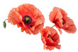 A white background with poppies isolated on it