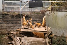 Mob of cute Meerkats (Suricata suricatta) resting in a zoo cage during the daytime