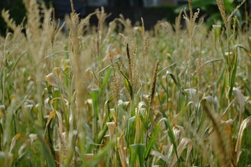 Wall Mural - Corn field ready to harvest