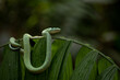 Side-striped palm-pit viper in Costa Rica 
