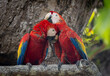 Scarlet macaw in Costa Rica 