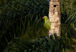 A parrot in Costa Rica 