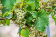Close-up view of bunches of green grapes hanging from the plant at the vineyard